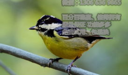 麻豆币,数字货币的崛起与未来展望