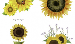 漫画向日葵图片,向日葵的漫画魅力